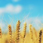 Barley Powder Benefits: Ancient Grain, Modern Superfood