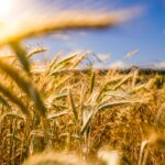 Why Local and Organic Grains Deserve a Place on Your Plate