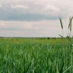 How Crop Rotation Improves Soil Health and Yields